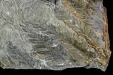 Carboniferous Fossil Fern (Sphenopteris) Plate - Poland #111653-1